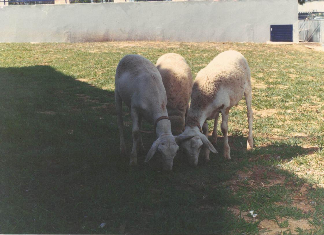 Registro social do acervo ASSEFE